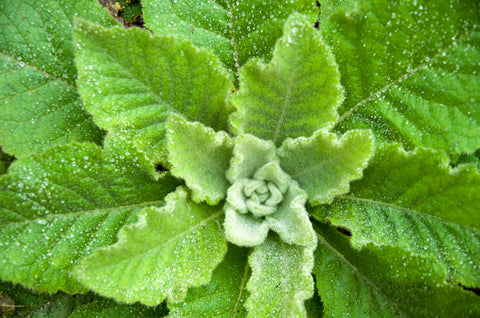 Menthol Zigaretten Tabakersatz