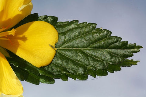 damiana rauchen effekte