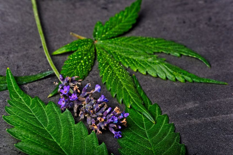 indica sativa