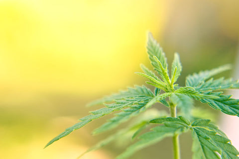 indica wirkung