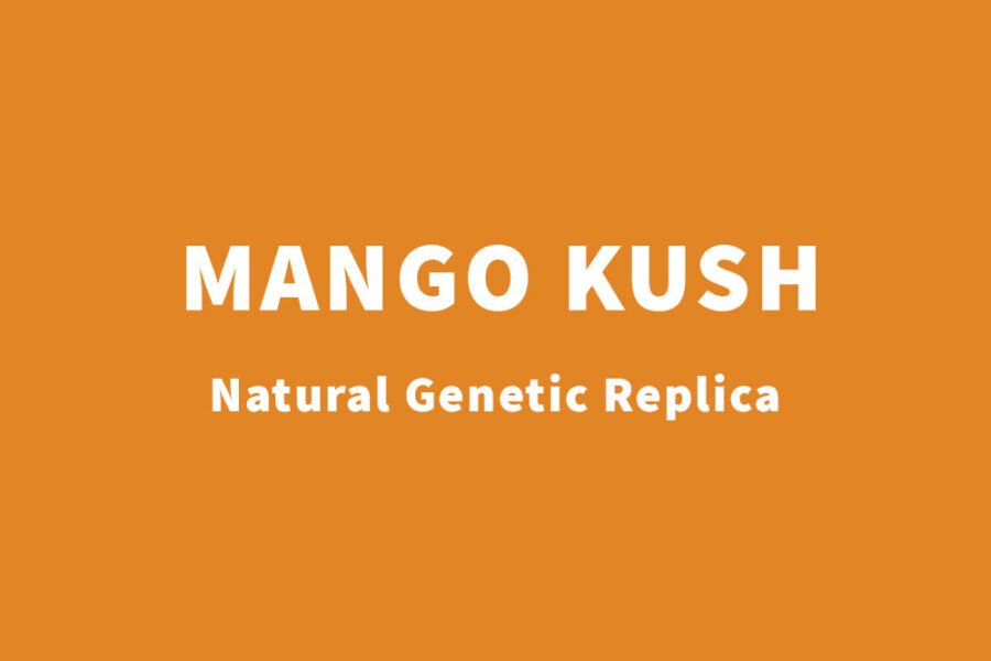 Mango Kush natürliche Kräutermischung als Tabakersatz