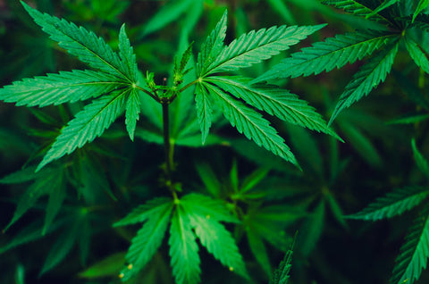 marihuana ohne filter rauchen