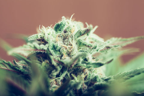 og kush wirkung
