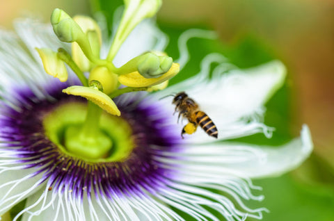 smoking passionflower with cannabis