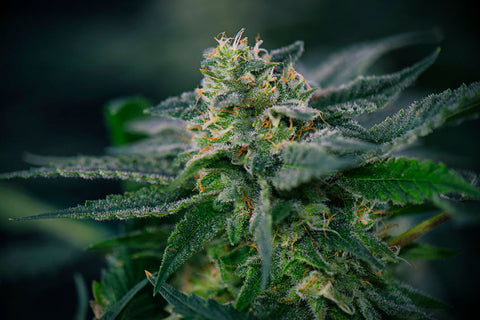 cannabis durckverschlussbeutel