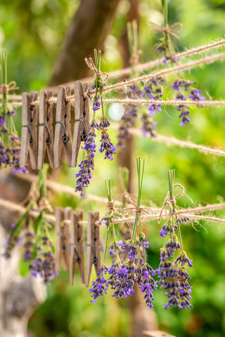 Lavendel rauchen