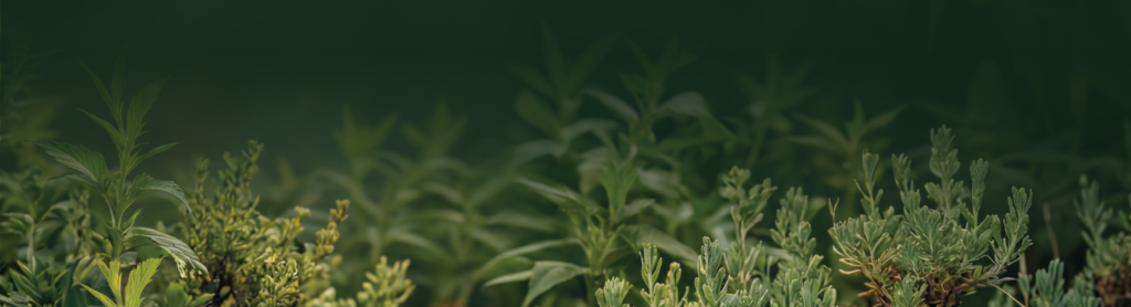 Die Real Leaf Terpenes-Serie mit natürlichen Aromen