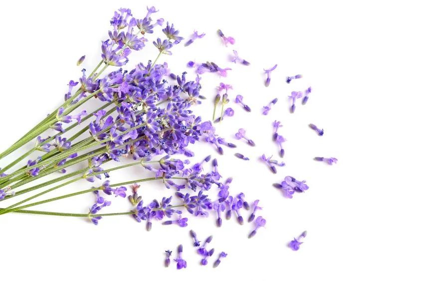 lavendel rauchen wirkung