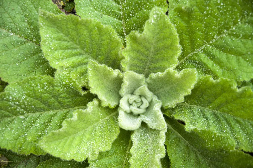 menthol zigaretten