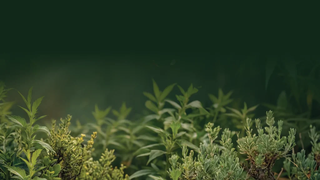 Kräuter-Makroaufnahme für den Real Leaf Tabakersatz