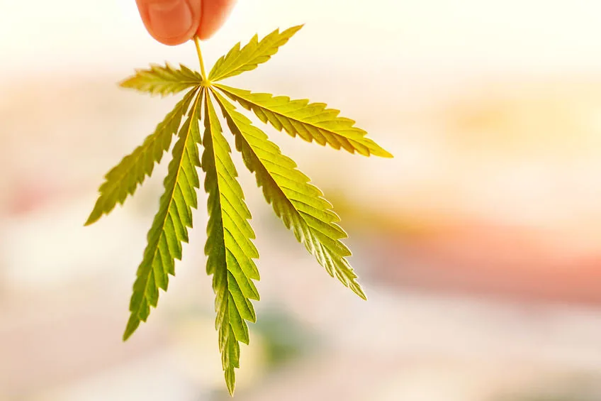 medizinisches cannabis