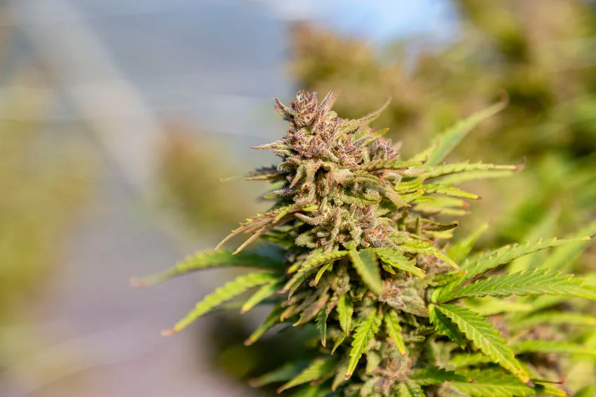 og kush