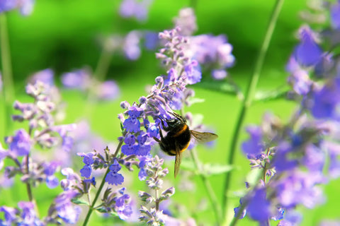 Blühende Katzenminze mit Hummel